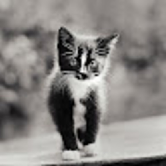 Meet your Posher, Sabrina - Picture 1 of 1